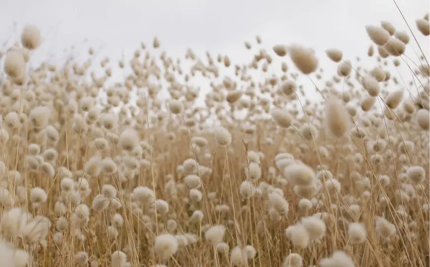 Pluimen van gras in een veld tegen een lichte lucht